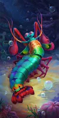 Mantis Shrimp