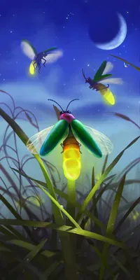 Fireflies